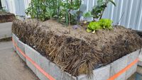 20240609 Wiesenheu mit Ackerbodenauflage in Wasserundurchl&auml;ssiger Wanne aus PVC-Folie und Terassenplatten